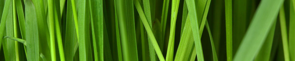 Le jardin potager bio du nord